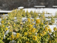 さくらの山公園の菜の花。 さくらの山公園の菜の花。