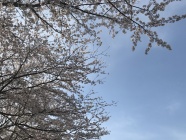 近所の公園の桜も満開です! 近所の公園の桜も満開です!