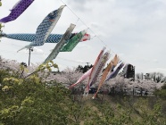 桜と鯉のぼりの競演です。 桜と鯉のぼりの競演です。