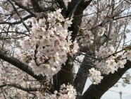 桜は心をホッとさせてくれます。 桜は心をホッとさせてくれます。